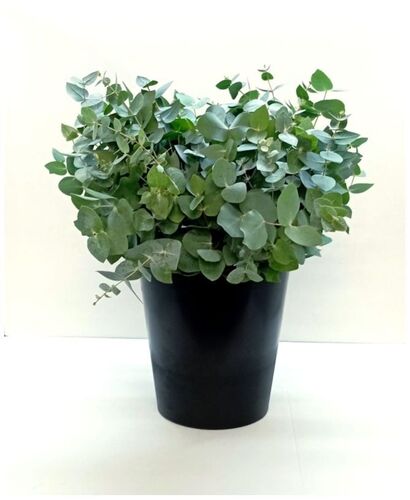 10 bouquets eucalyptus cinerea court (short) 150 gr 40-55 cm