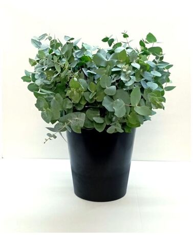 10 bouquets eucalyptus cinerea court (short) 150 gr 40-55 cm