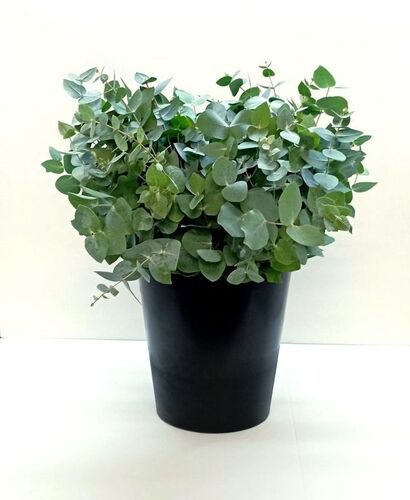 20 bouquets eucalyptus cinerea court (short) 150 gr 40-55 cm