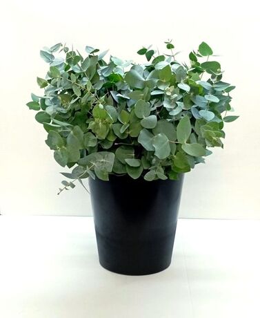 20 bouquets eucalyptus cinerea court (short) 150 gr 40-55 cm