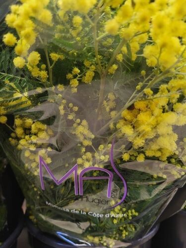 40 bouquets de Mimosa 150 gr + produits conservateurs