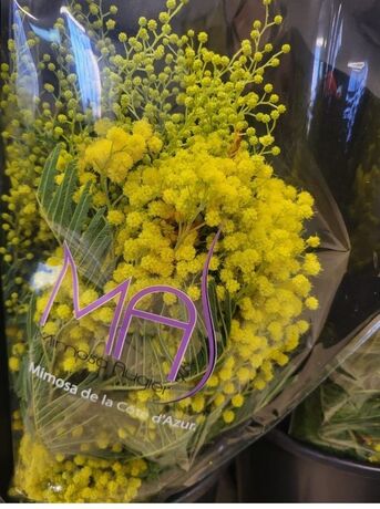 12 bouquets Mimosa 250 gr + produits conservateurs