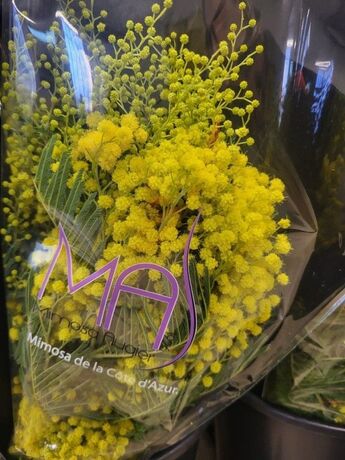 3 bouquets Mimosa 1 kg + produits conservateurs