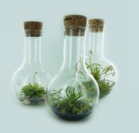 Plantaphore Inplanta