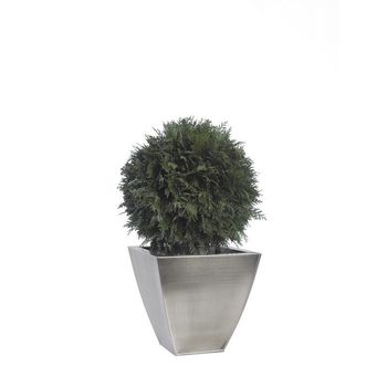 Arbre topiaire thuya