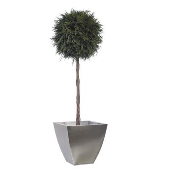 Arbre topiaire thuya