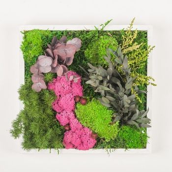 Générique tableau végétal stabilisé AUSTRALIA sans entretien Taille L- tableau de plantes et décoration murale d'intérieur, plantes et fleurs éternels made in France 100 X 22 cm Générique tableau végétal stabilisé AUSTRALIA sans entretien Taille L- tableau de plantes et décoration murale d'intérieur, plantes et fleurs éternels made in France 100 X 22 cm