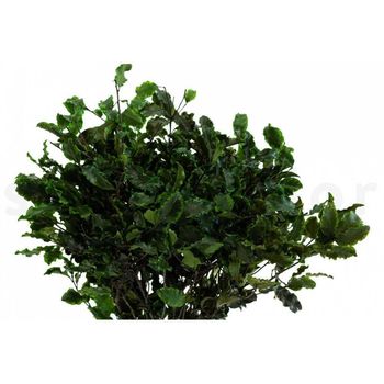 Arbre topiaire pitosporum