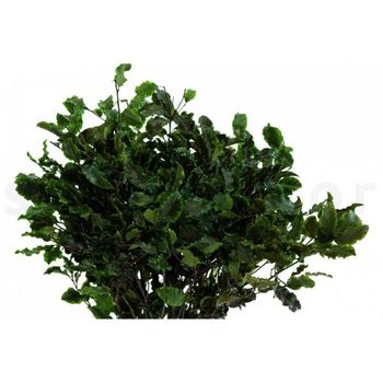 Arbre pittosporum 5 ou 7 sphères