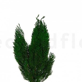 Arbre topiaire thuya