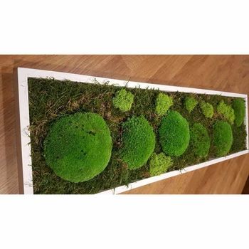 Tableau végétal stabilisé Panoramique mousse 20x70