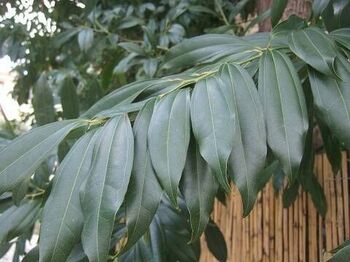 Bonsaï géant Salal