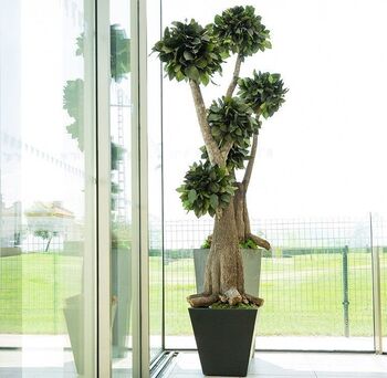 Bonsaï géant Salal