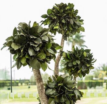 Bonsaï géant Salal