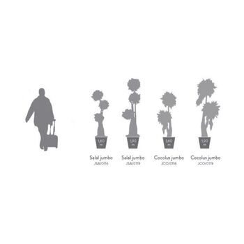 Bonsaï géant Salal