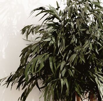 Arbre stabilisé Pendula crown