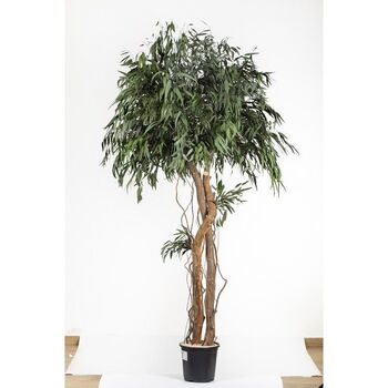 Arbre stabilisé Pendula crown