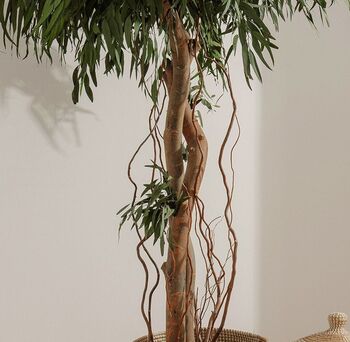 Arbre stabilisé Pendula crown