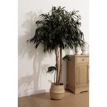 Arbre stabilisé Pendula crown