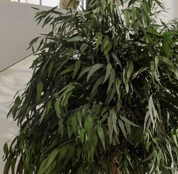 Arbre stabilisé Pendula crown