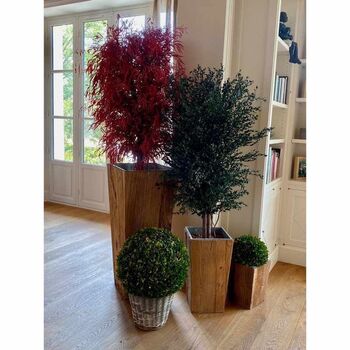 Arbre Nicoly large