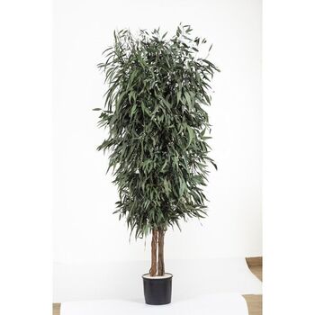 Arbre Pendula large