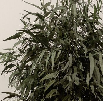 Arbre Pendula large