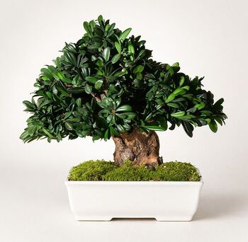 Bonzaï Pittosporum Tobira stabilisé