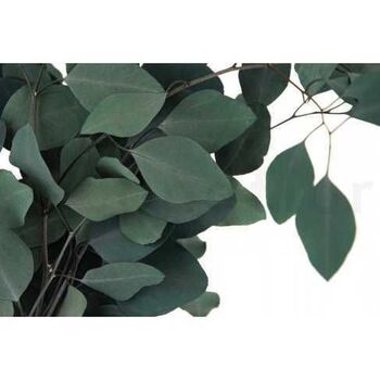 Bush Populus vert ou bordeaux
