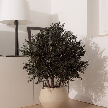 Bush Parvifolia