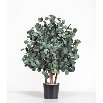 Bush Populus vert ou bordeaux