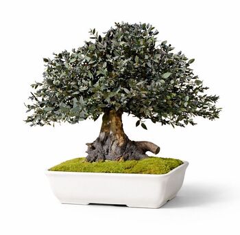 Bonzaï Tobira plus stabilisé