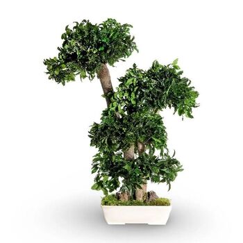 Bonzaï Pittosporum stabilisé