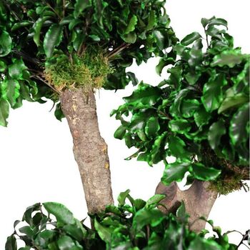 Bonzaï Pittosporum stabilisé