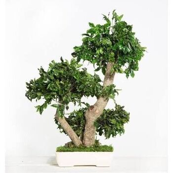 Bonzaï Pittosporum stabilisé
