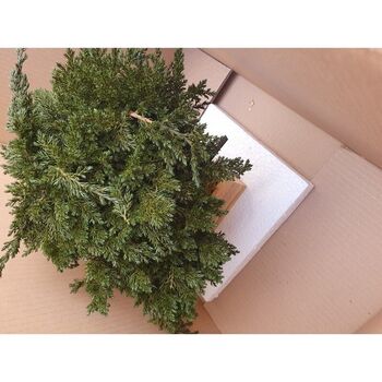 Bonsaï juniperus pied de vigne stabilisé