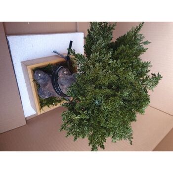 Bonsaï juniperus pied de vigne stabilisé