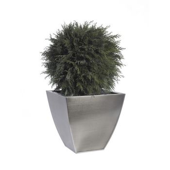 Arbre topiaire thuya