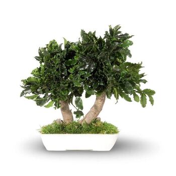 Bonzaï Pittosporum stabilisé