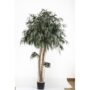 Arbre stabilisé Pendula crown