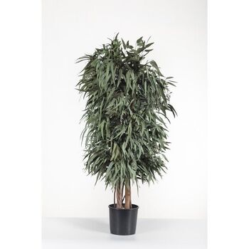 Arbre Pendula large