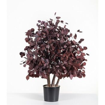 Bush Populus vert ou bordeaux