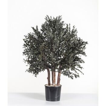 Bush Parvifolia