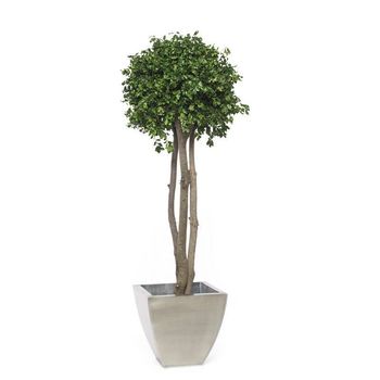 Arbre pitosporum crown stabilisé