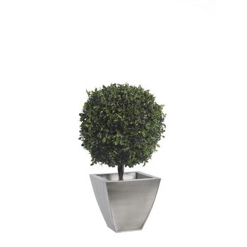 Arbre topiaire pitosporum