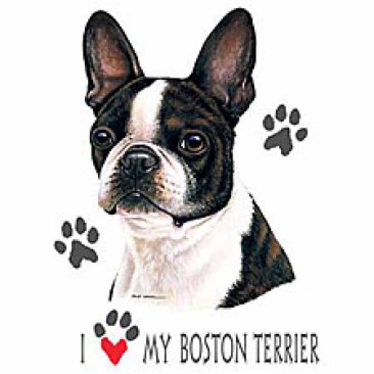 T-shirt homme manches courtes -  Chien I love my Boston Terrier - 2417