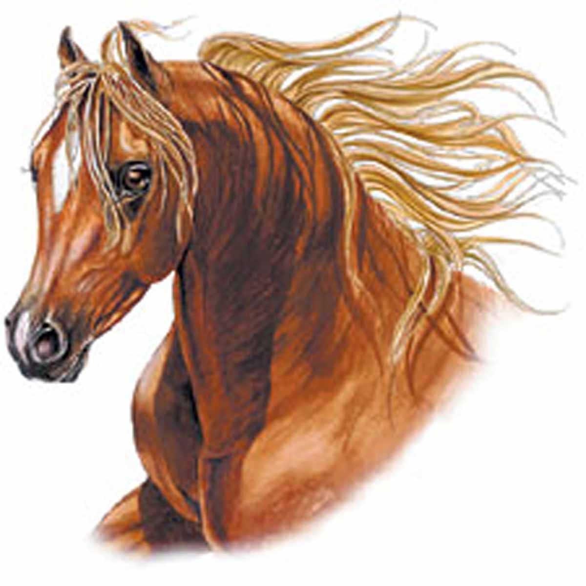 T Shirt Homme Manches Courtes Tete Cheval Brun Recto Verso Blanc T Shirt Homme Manches Courtes Tete Cheval Brun Recto Verso Blanc