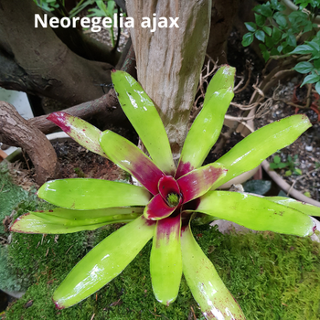 Plantes Terrarium et Paludarium