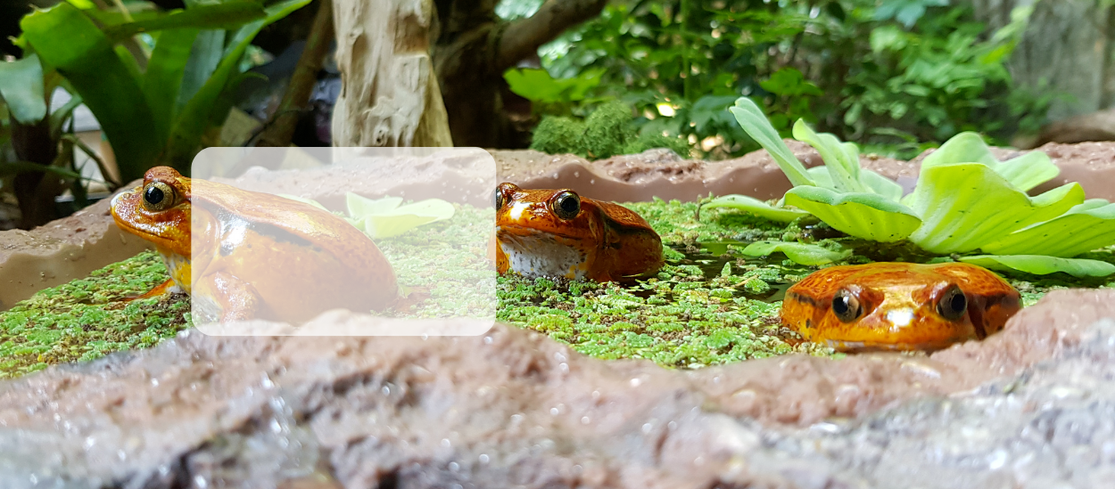 <h2>Meilleures ventes<span>Les stars du moment</span></h2><p>Varanus prasinus,grenouilles tomates</p><a class="btn" href="/meilleures-vente-du-moment.htm">Découvrir</a