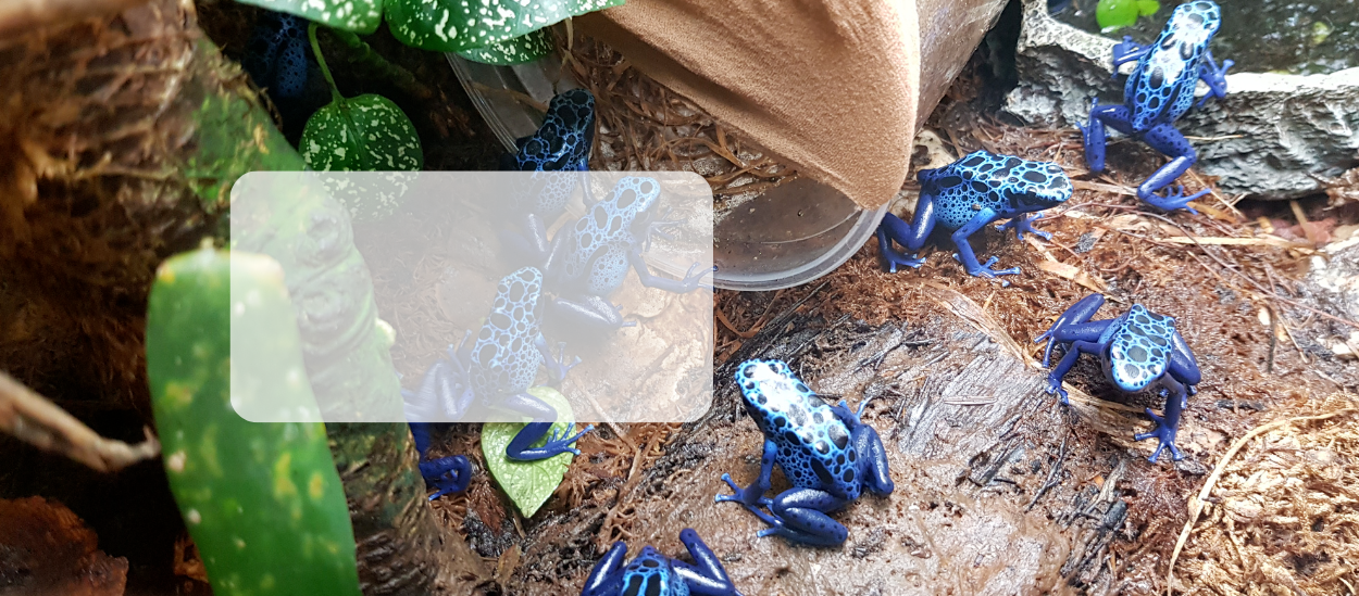 <h2>Amphibiens<span>Dendrobates,grenouilles,crapauds</span></h2><p>Voici notre sélection</p><a class="btn" href="/amphibiens-dendrobates.htm">Découvrir</a>
